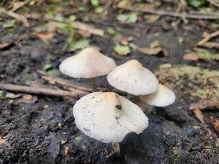 mushrooms in the forest