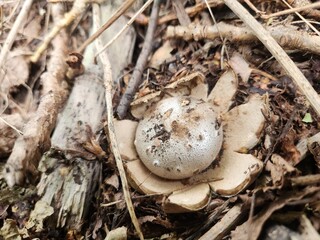 mushroom in the forest