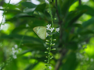 Florida fiddlewood white flowers in the garden during the rainy season