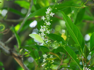 Florida fiddlewood white flowers in the garden during the rainy season
