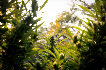 Marijuana plant in autumn. Cannabis sativa.Europe.