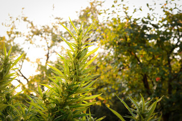 Marijuana plant in autumn. Cannabis sativa.Europe.