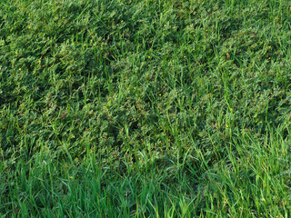 Grass texture in the forest for nature and environment background in rainy season.        