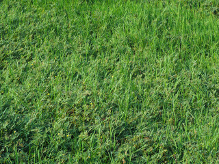 Grass texture in the forest for nature and environment background in rainy season.        