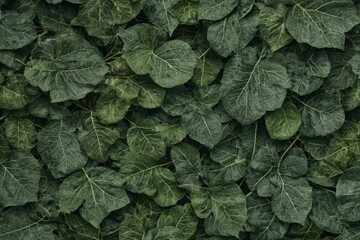 Fototapeta premium A close up of green leaves with a lush green background