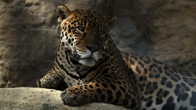 Beautiful rare young jaguar or leopard enjoy warmth of morning sun as he lounge on rocky cliffs surrounded by breathtaking wildlife scenery. 4k High Quality Raw Cinematic Slow motion wildlife video