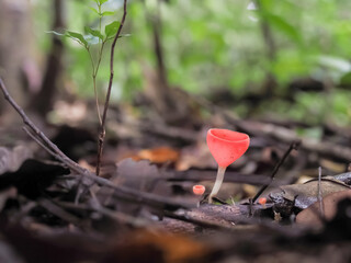 Fungi Cup or Pink burn cup in the forest. Colors of the rainy season