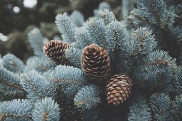 Close-up of pine cones nestled blue spruce branches