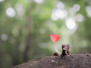 Fungi Cup or Pink burn cup in the forest. Colors of the rainy season