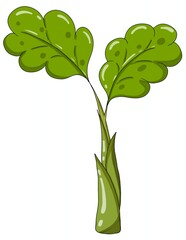 green plant isolated on white background