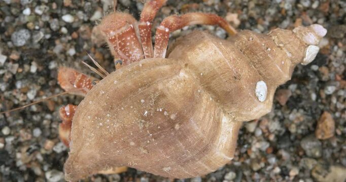 Hermit crab Pagurus pubescens close-up, Decapoda order. White Sea