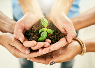 Teamwork, people and hands with plant for support, growth and gardening conservation for earth day. Collaboration, volunteers and sustainability with green leaf for development, soil and agriculture