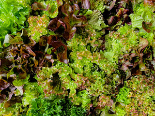 Lettuce mix. Organic lettuce greens. Lettuce leaves background