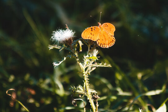 Fototapeta butterfly on a flower