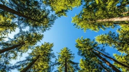Fototapeta premium Picture a pine forest with a clear blue sky overhead.