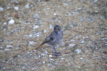ave rabirruivo preto  -  Phoenicurus ochruros