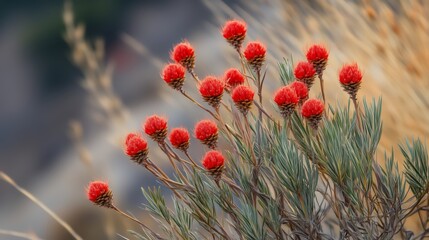 Fototapeta premium Vibrant red flowers bloom atop rugged terrain in a mountainous landscape during the golden hour of sunset