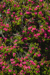 evergreen rhododendron n the park on a sunny day