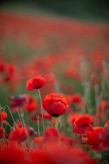 Poppies Field Red Flowers Close-up - Beautiful field of red poppies in bloom, creating a vibrant and colorful scene.