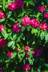 rhododendron evergreen