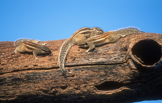 &eacute;cureuil palmiste, Funambulus palmarum , Inde
