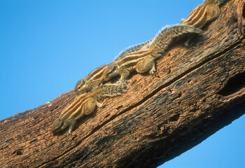 écureuil palmiste, Funambulus palmarum , Inde