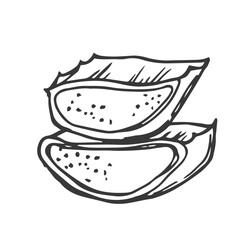 Aloe vera leaves and slice vector illustration. Hand drawn outline black and white succulent medicinal herb. Aloe cross section, botanical drawing for cosmetics, package, decoration, banner