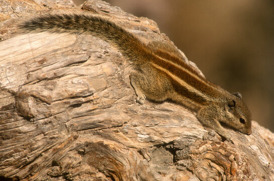 &eacute;cureuil palmiste, Funambulus palmarum , Inde