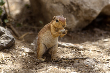 Obraz premium Spermophile, Citellus townsendi, Kenya
