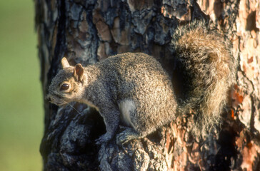 Ecureuil gris,.Sciurus carolinensis