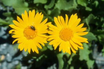 doronicum plantagineum, doronic jaune, abeille
