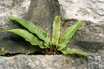 Scolopendre, phyllitis scolopendrium