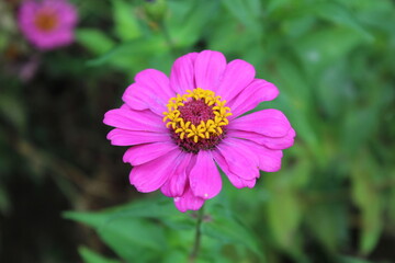 Zinnia haageana Regel or Zinnia elegans flowers