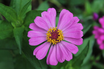 Obraz premium Zinnia Elagans beautiful garden flowers