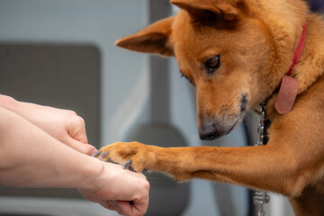 犬