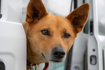 犬