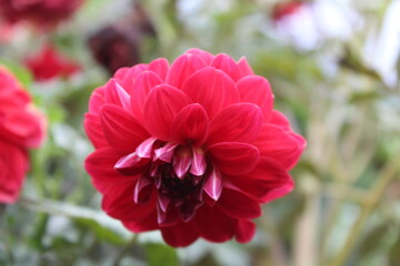 Dahlia flower blooming in a summer garden