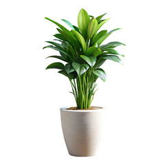 modern indoor plant