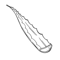 Aloe vera leaves and slice vector illustration. Hand drawn outline black and white succulent medicinal herb. Aloe cross section, botanical drawing for cosmetics, package, decoration, banner