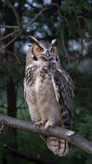  Majestic Great Horned Owl with Striking Yellow Eyes Perched on Tree Branch in Forest