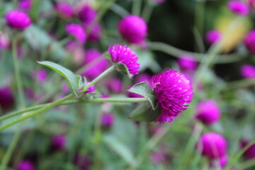 Makhmali, Gomphrena Globosa or Globe Amaranthus purple flowers