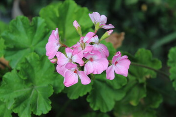 Geranium or pelargonium beautiful flowers in a summer garden