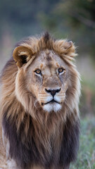  Majestic Male Lion with Regal Mane in Natural Wildlife Habitat