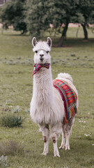  Majestic White Llama with Colorful Blanket in a Lush Green Meadow