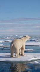 Majestic Polar Bear Standing on Iceberg in Arctic Ocean with Blue Sky Background