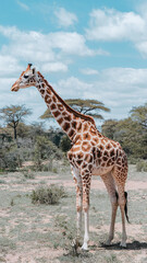 Obraz premium Majestic Giraffe Standing Tall in African Savannah against Blue Sky