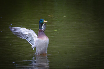 ducks in the pond on the water 