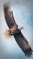 Naklejka premium Majestic Bald Eagle Soaring Against Clear Blue Sky in Mid-Flight