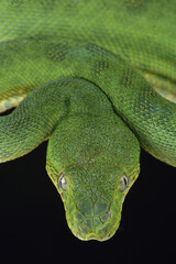 Portrait of an Emerald Tree Boa
