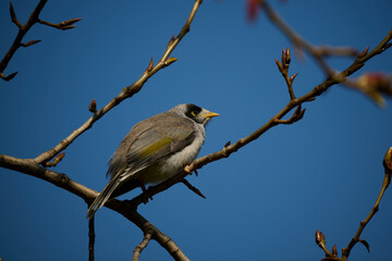 Side view of a noisy miner bird perched high up in a bare deciduous tree, with clear blue sky in the background